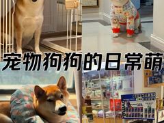 -翊宠yipet猫狗购宠庄园犬舍•猫舍