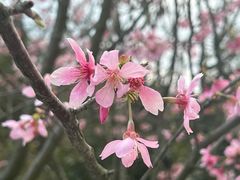 -梅沙尖