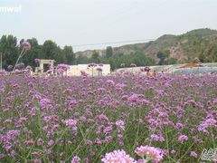 -紫海香堤香草艺术庄园