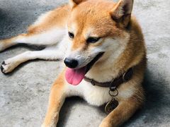 -柴犬高等学院·狗咖·柴犬售卖·宠物训练