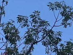 -银湖山郊野公园-相思林