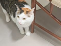 -半岛宠物医院24小时(科华中路店)