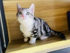 -欣宠猫屋·矮脚拿破仑·蓝金金渐层