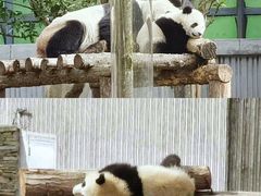 -卧龙中华大熊猫苑神树坪基地