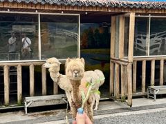 -云栖山谷野奢营地