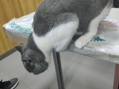 -瑞派宠物医院·24h·骨外科·皮肤科·全科宠物医疗转诊中心(沈阳浑南院)