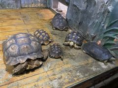 -石家庄市动物园