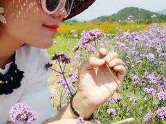 -北京东方普罗旺斯薰衣草庄园
