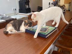 -有猫主题·治愈系猫咖(曾厝垵店)