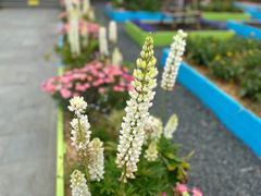-上海鲜花港