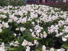 -深圳仙湖植物园-停车场