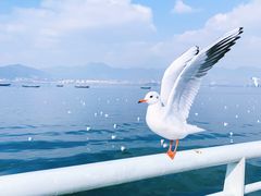 -海埂大坝