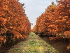 -上海海湾国家森林公园