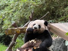 -广州长隆野生动物世界