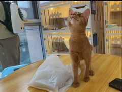 -柚子猫舍·精品猫舍购猫·猫咪认养·购宠·宠物店