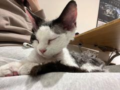 -70cat德文卷毛猫·缅因猫纯种猫舍
