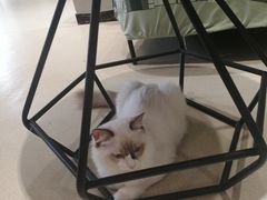 -藏猫猫咖啡主题馆(中央大道店)