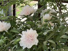 -洛阳市隋唐城遗址植物园
