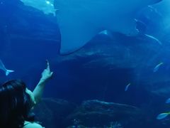 -迪拜水族馆及水下动物园