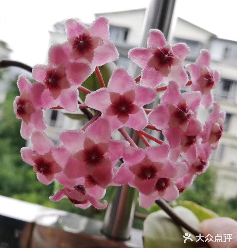 要在半阴条件下接受温暖充足的光照滋养，盆土不干不浇