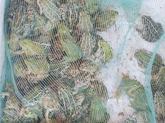 -马王堆海鲜水产市场