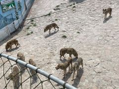 -西霞口神雕山野生动物世界