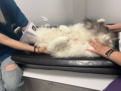 -萌兽医馆·宠物医院·猫骨科(创景店)