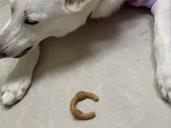 -瑞鹏宠物医院·骨科·猫科·内科(第一中心)