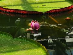 -国家植物园南园