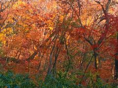 -杭州半山国家森林公园