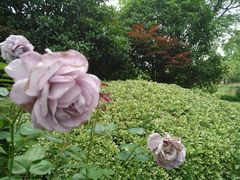 -上海鲜花港