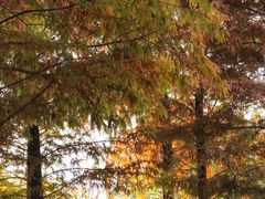 -昆山城市生态森林公园