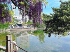 -嘉定紫藤园