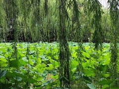 -老桂湖公园-杨升庵博物馆