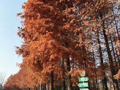 -上海长兴岛郊野公园