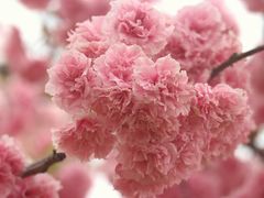 -天适樱花悠乐园