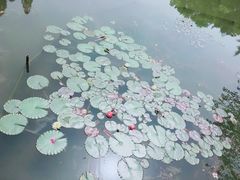 -杭州植物园