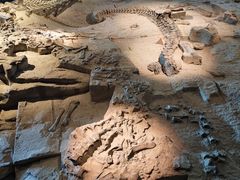 -自贡恐龙博物馆