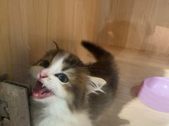 -爪爪喵星球·猫舍(卓悦中心店)