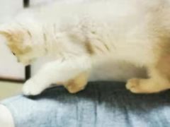 -逗柴咖啡屋·狗咖猫咖宠物桌游
