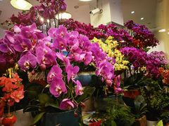 -双季花艺园艺市场(浦东店)