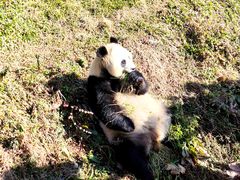 -卧龙中华大熊猫苑神树坪基地