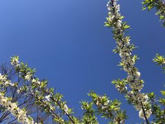 -墨尔本皇家植物园