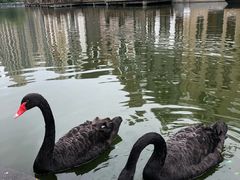 -兵哥豌豆面(雅颂居店)