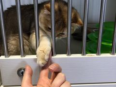 -东方名猫馆·英短金渐层布偶猫舍(环线广场1号楼店)