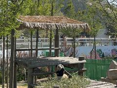 -西霞口神雕山野生动物世界