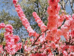 -海棠花溪(元大都城垣遗址公园)