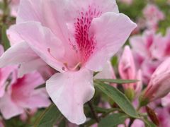 -贡湖湾湿地公园