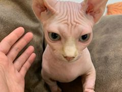 -飞行喵MR PILOT|猫舍·猫咖(静安大融城店)