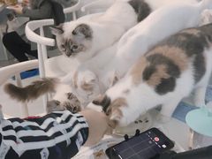 -喵的天空名猫咖啡馆·撸猫·猫舍·用品